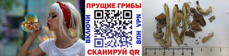 блэк спрут рабочий сайт  Волгореченск  Псилоцибиновые грибы GOLDEN TEACHER 